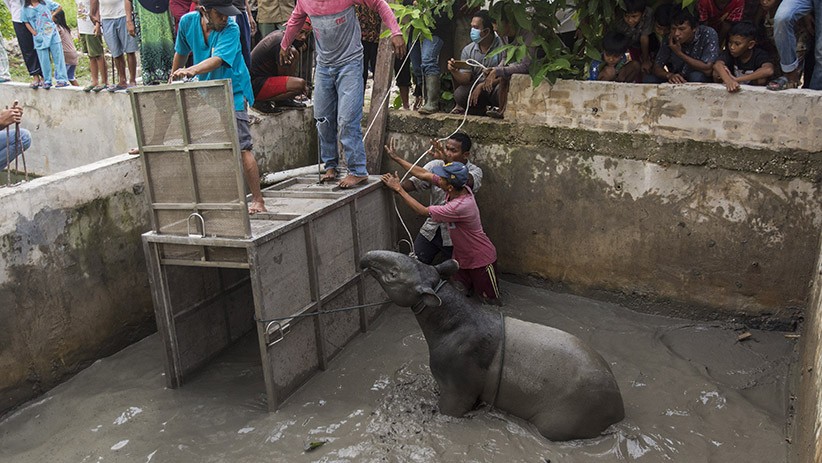 Momen Dramatis Evakuasi Seekor Tapir Terjebak 6 Jam di Kolam Ikan - Bagian 3