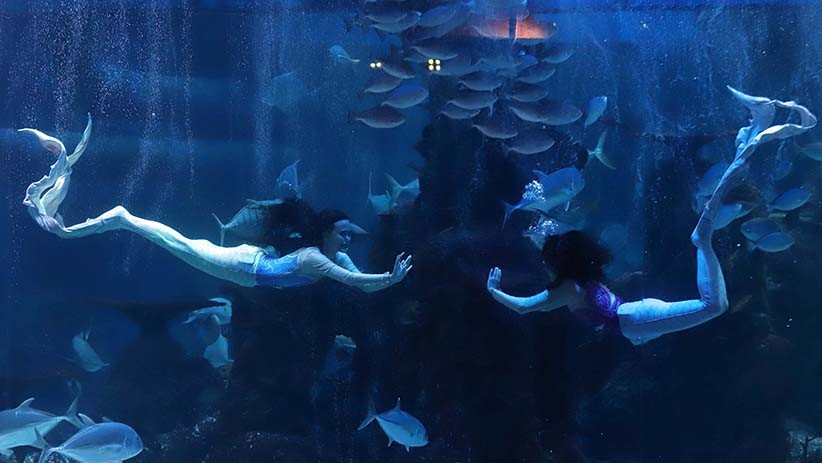 Ini Dia Para Penyelam Perempuan Jakarta Aquarium Safari - Bagian 1