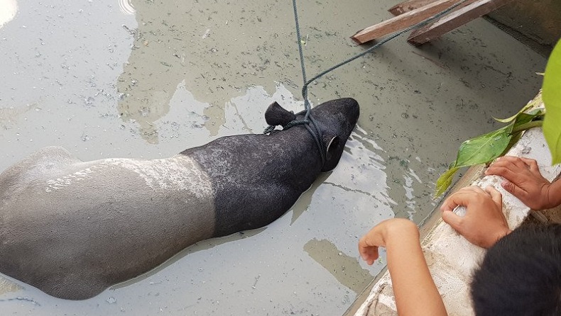 Tapir Tercebur ke Kolam Ikan Warga Pekanbaru, Evakuasi Berlangsung Dramatis