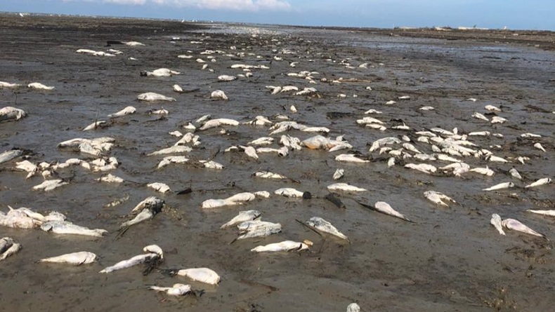 Ribuan Ikan di Batubara Mati Mendadak, Dinas Lingkungan Hidup Uji Sampel Air di Laboratorium