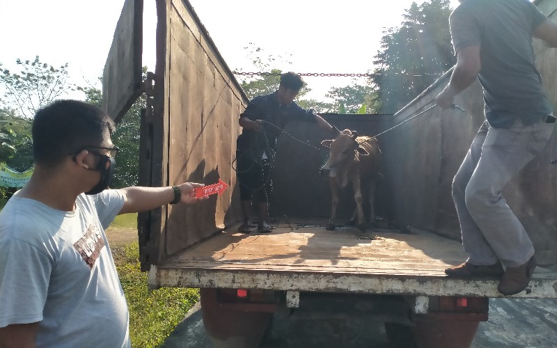 7 Pencuri Hewan Ternak di OKU Ditembak, Polisi Temukan Truk hingga Kepala Sapi
