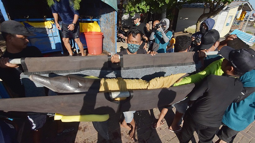 Terlalu, Lucinta Luna Tunggangi Lumba-Lumba Hidung Botol saat Liburan di Bali - Bagian 1