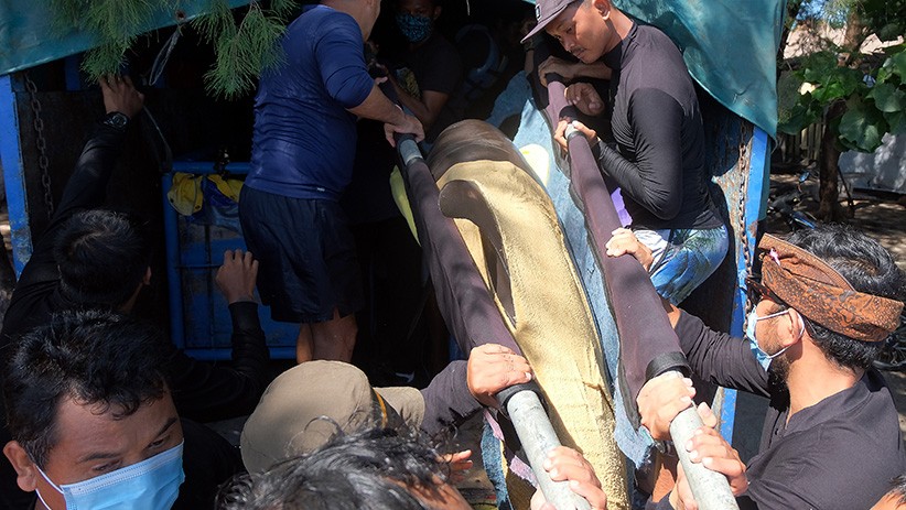 Terlalu, Lucinta Luna Tunggangi Lumba-Lumba Hidung Botol saat Liburan di Bali - Bagian 2