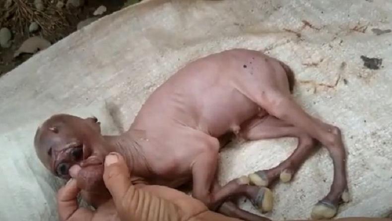 title Heboh Anak Kambing Lahir dengan Wajah Menyerupai Manusia di Aceh Selatan Heboh Anak Kambing Lahir dengan Wajah Menyerupai Manusia di Aceh Selatan