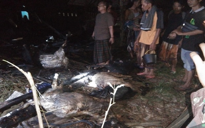 Usir Nyamuk dengan Asap, 4 Kambing di Indramayu Justru Hangus Terbakar