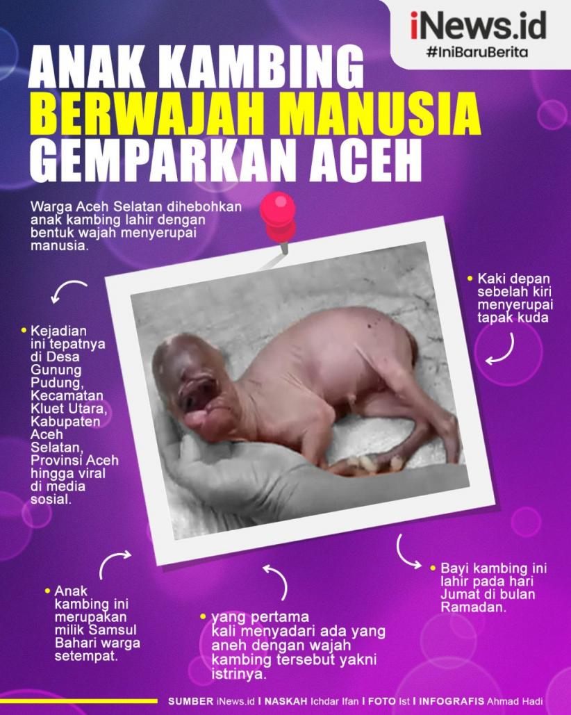 Infografis Anak Kambing Berwajah Mirip Manusia Gemparkan Warga Aceh