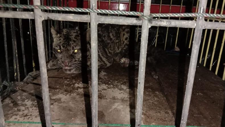 KSDA Sumbar Tangani Konflik Manusia dengan Macan Dahan hingga Beruang