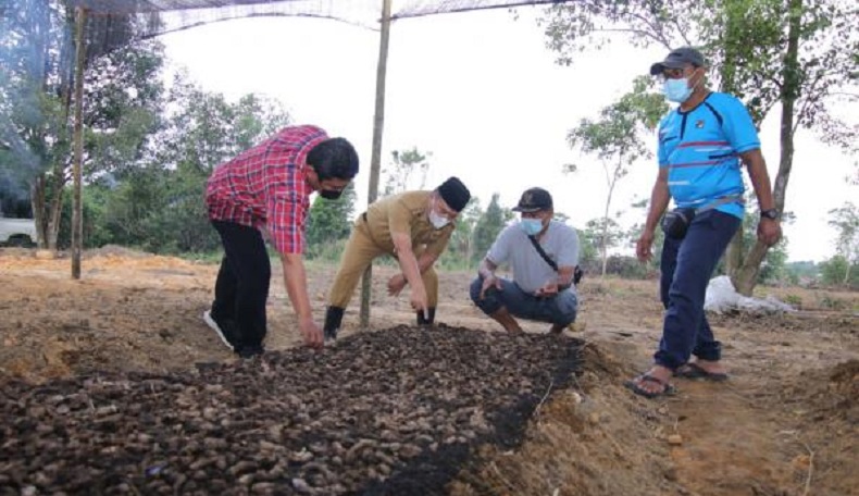 title Gubernur Babel Jadikan Lahan Jahe Merah sebagai Demonstration Plot Gubernur Babel Jadikan Lahan Jahe Merah sebagai Demonstration Plot