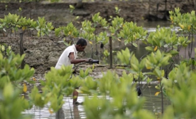 Pemerintah Akan Reboisasi 6.000 Hektare Hutan Bakau di Kalbar