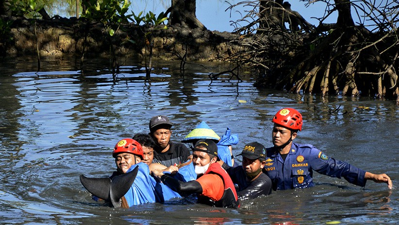Lumba-Lumba Terdampar di Desa Marannu Dievakuasi ke Lepas Pantai - Bagian 1