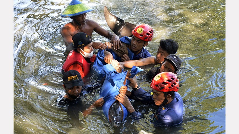 Lumba-Lumba Terdampar di Desa Marannu Dievakuasi ke Lepas Pantai - Bagian 2