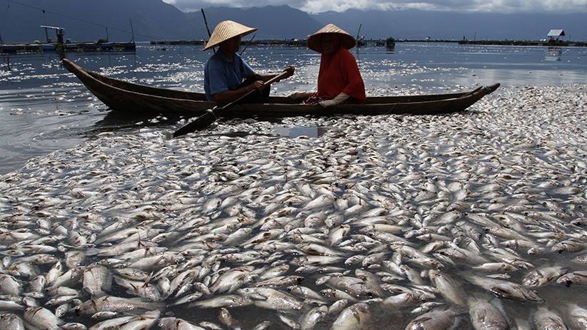 Penampakan Ribuan Ikan Mati di Danau Maninjau - Bagian 1