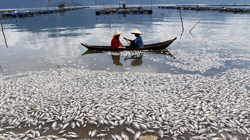Penampakan Ribuan Ikan Mati di Danau Maninjau - Bagian 3