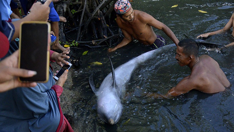 Lumba-Lumba Gigi Kasar Terdampar di Tambak Ikan Maros - Bagian 2
