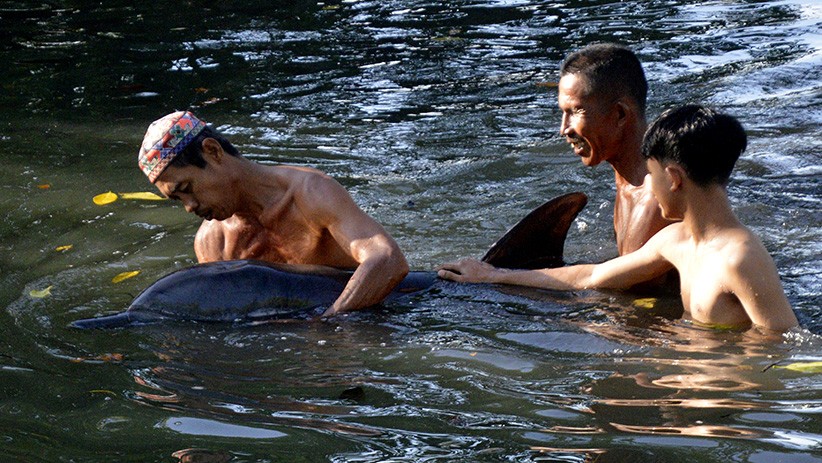 Lumba-Lumba Gigi Kasar Terdampar di Tambak Ikan Maros - Bagian 1