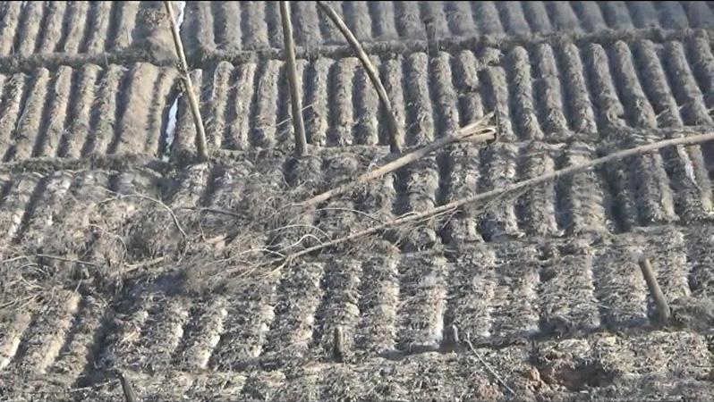 Puluhan Hektare Lahan Terdampak Erupsi Kawah Sileri, Petani Kentang Gagal Panen