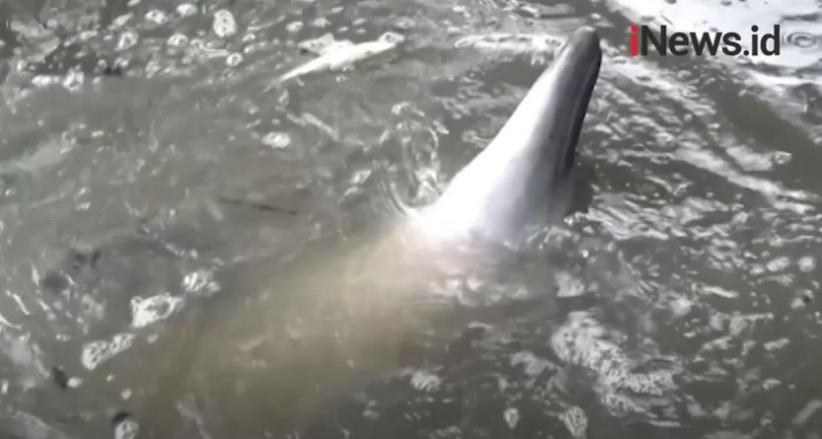  Lumba-Lumba Ini Mati Terlilit Celana Dalam Perempuan