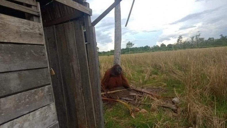 Orangutan Tersesat di Perkebunan Warga Kayong Utara, BKSDA Belum Instruksikan Penangkapan