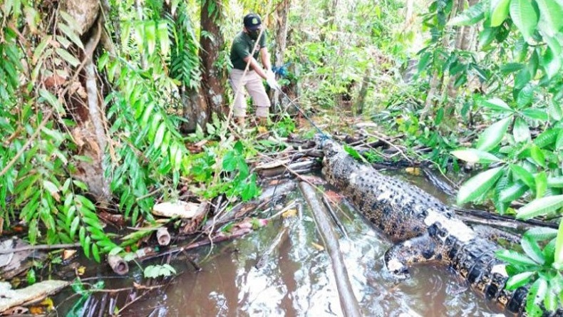 Buaya Mati Di Pinggir Sungai, BKSDA Kalteng Lakukan Penyelidikan