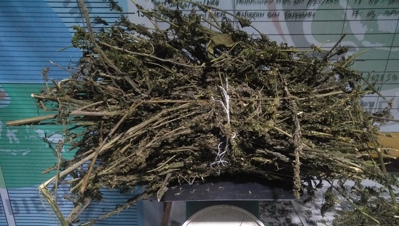Bawa Ganja, Duo Pemuda di Solok Digerebek Polisi