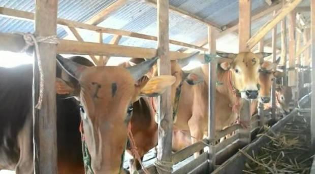 Jelang Lebaran, Stok Sapi di Bangka Tengah Aman   