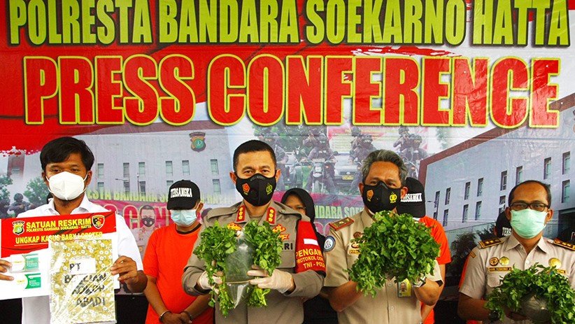 Penyelundupan 73.000 Baby Lobster Senilai Rp7 Miliar ke Singapura - Bagian 2