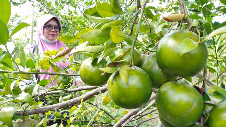 Budi Daya Tanaman Jeruk, Perempuan Asal Blora Ini Mulai Nikmati Keuntungan 