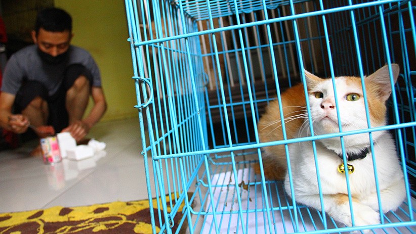 Pemprov Kalsel Pastikan Belum Temukan Penularan Covid-19 dari Hewan Ke Manusia