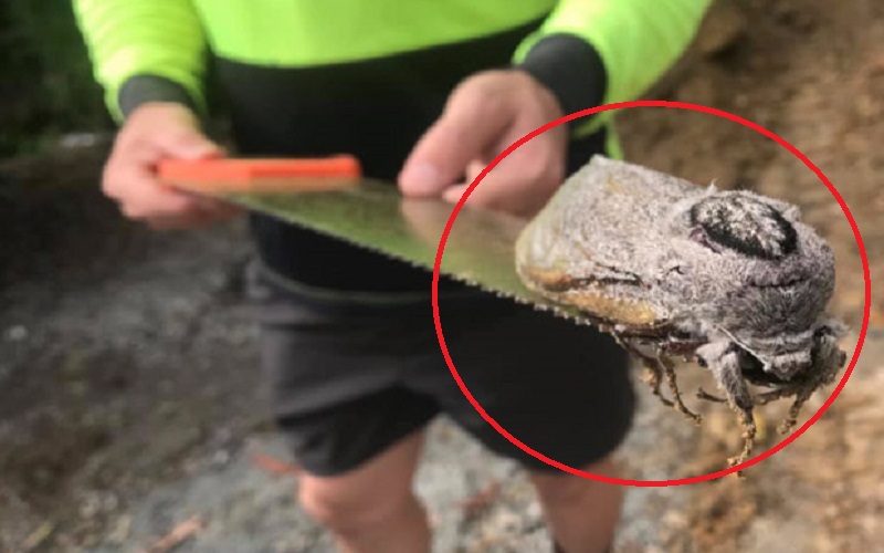 Menyeramkan, Ini Penampakan Ngengat Sebesar Tikus yang Tak Bisa Terbang 