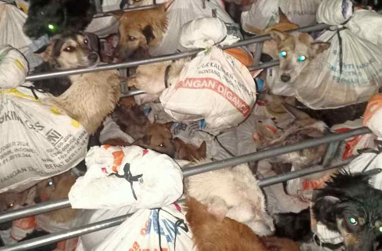 Penyekatan Pemudik, Polres Kulonprogo Amankan Pikap Bawa 78 Anjing