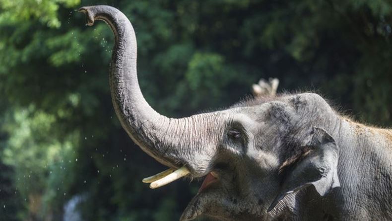 Terlalu Banyak, Gajah-Gajah di Zimbabwe Bakal Dimusnahkan?
