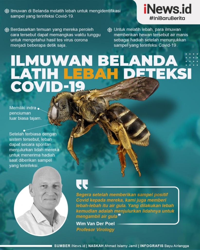 Infografis Ilmuwan Belanda Latih Lebah Deteksi Covid