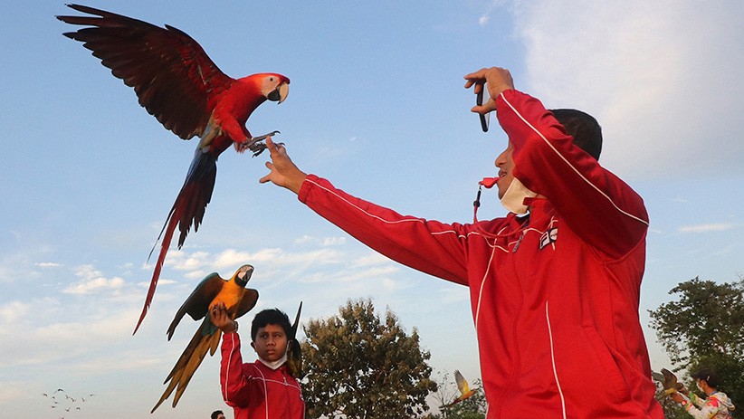 Serunya Komunitas Free Fly Melatih Burung Terbang Bebas - Bagian 2