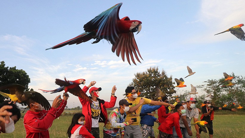 Serunya Komunitas Free Fly Melatih Burung Terbang Bebas - Bagian 3