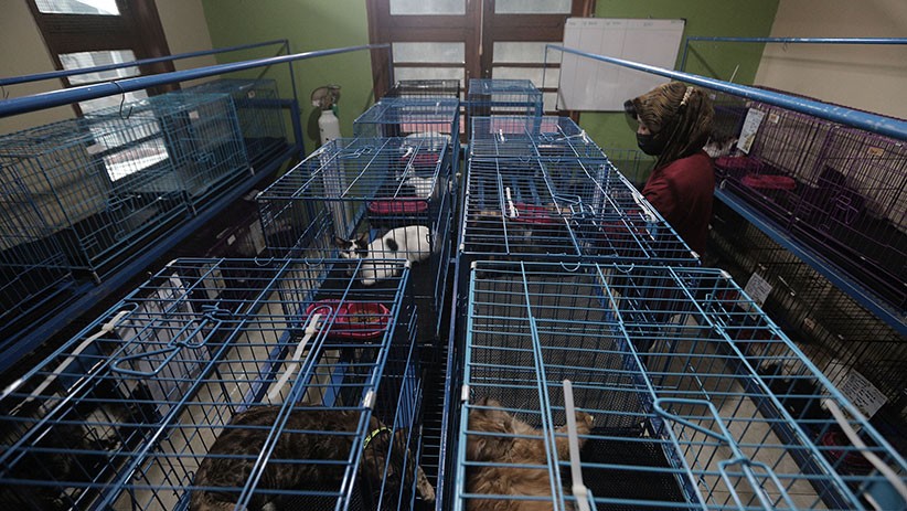 Imbas Larangan Mudik, Penitipan Hewan Peliharaan Turun Drastis - Bagian 1