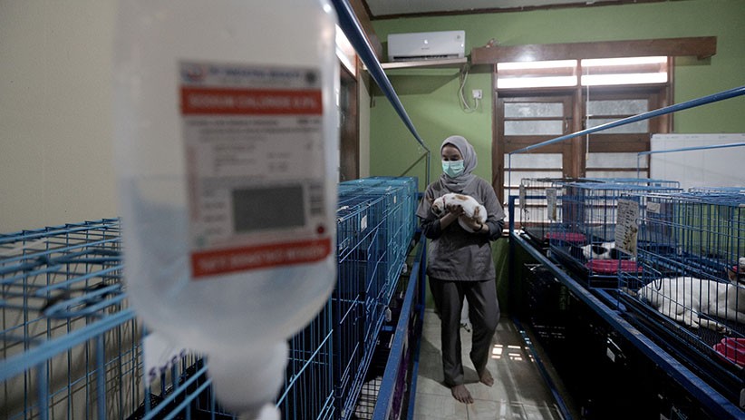 Imbas Larangan Mudik, Penitipan Hewan Peliharaan Turun Drastis - Bagian 2