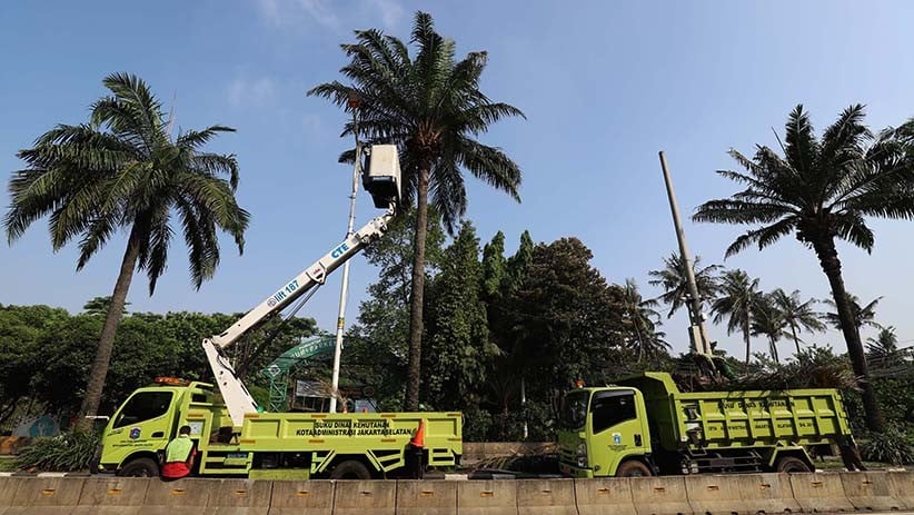 Perawatan Rutin Pohon-Pohon di Jalanan Jakarta - Bagian 1