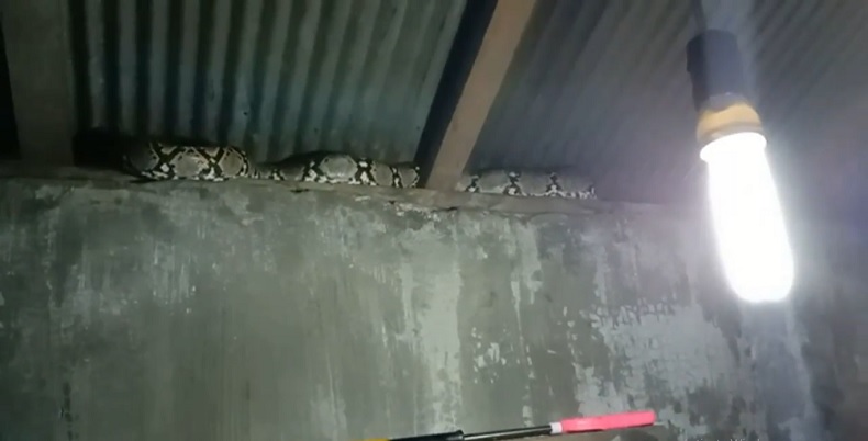 Kelaparan, Ular Piton Sepanjang 2 Meter Masuk ke Permukiman Warga Palangkaraya