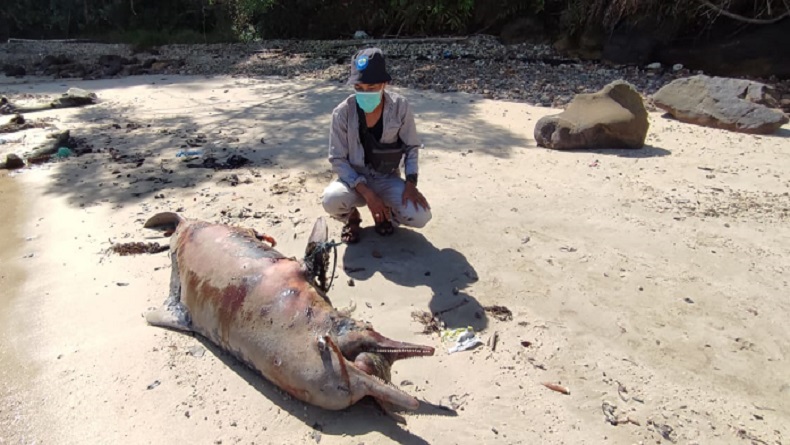 Seekor Lumba-Lumba Ditemukan Membusuk di Hajoran Tapteng