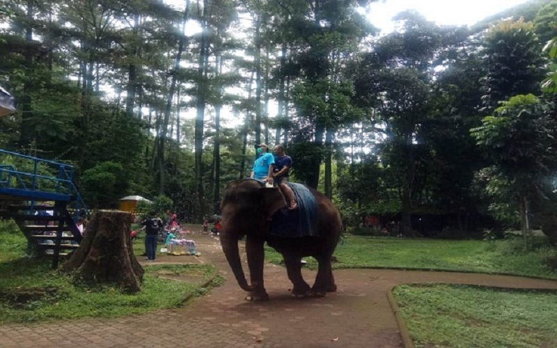 7 Pengunjung Kebun Binatang Bandung Positif Reaktif Covid-19