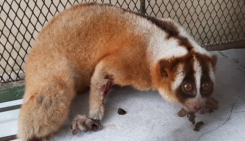 Warga Tasikmalaya Selamatkan Kukang Jawa dari Permukiman