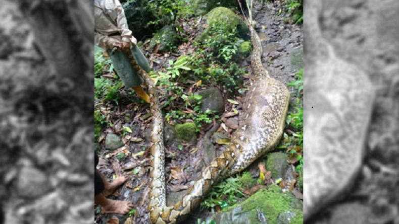 Maros Geger, Warga Tangkap Ular Piton Sepanjang 7 Meter dengan Perut Buncit