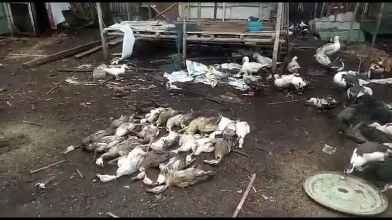 Kawanan Anjing Liar Mangsa Puluhan Bebek di Sampit