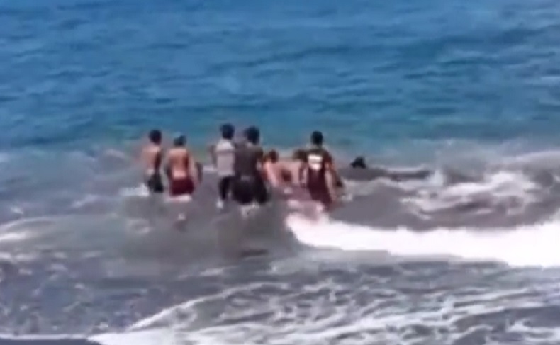 Paus Terdampar di Pantai Lebih Gianyar Ditolong Warga kembali ke Laut