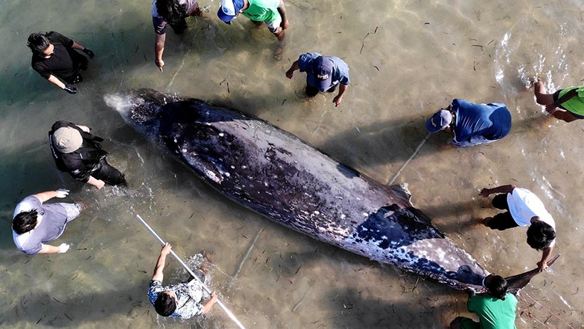 Paus Cuvier Panjang 5,3 Meter Terdampar di Pantai Mertasari Bali - Bagian 2