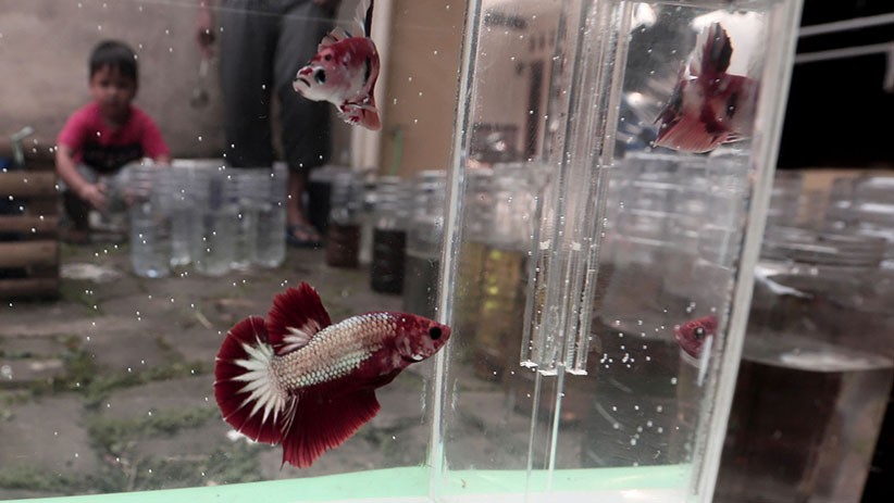 Bisnis Budidaya Ikan Cupang Bertahan di Tengah Pandemi - Bagian 2