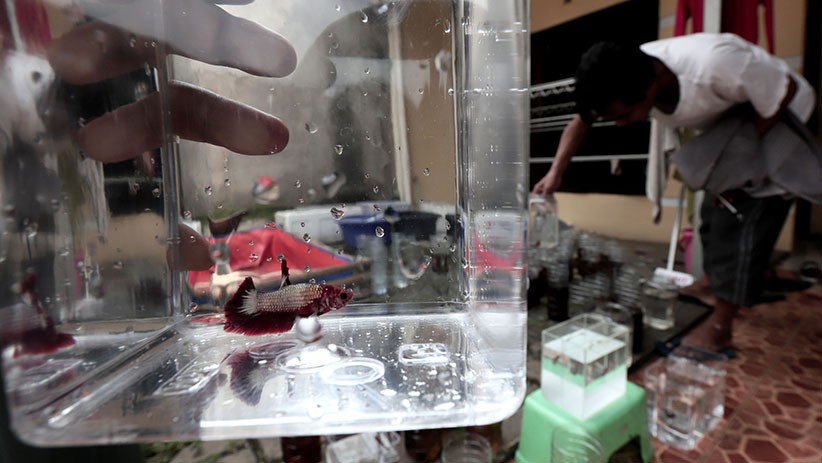 Bisnis Budidaya Ikan Cupang Bertahan di Tengah Pandemi - Bagian 3