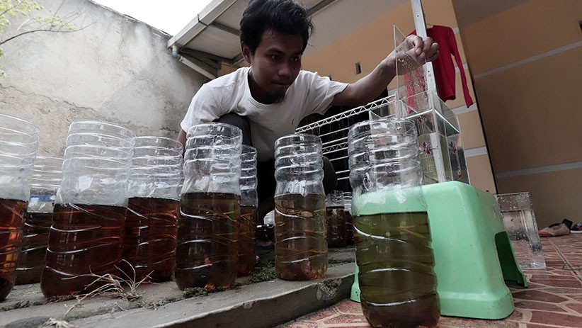 Bisnis Budidaya Ikan Cupang Bertahan di Tengah Pandemi - Bagian 4