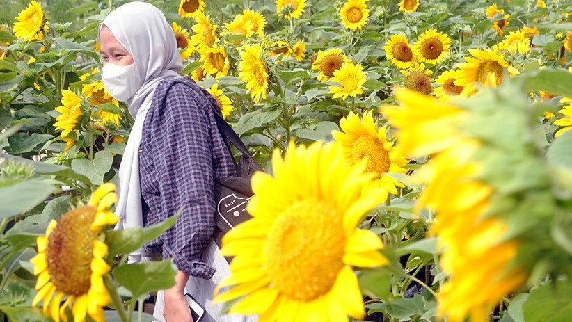 Indahnya Taman Bunga Matahari Tumbuh di Atap Pusat Perbelanjaan Bogor - Bagian 2