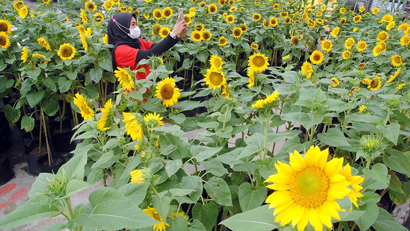 Indahnya Taman Bunga Matahari Tumbuh di Atap Pusat Perbelanjaan Bogor - Bagian 1
